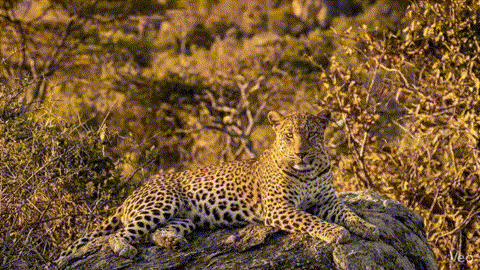 Leopard Safari in Yala